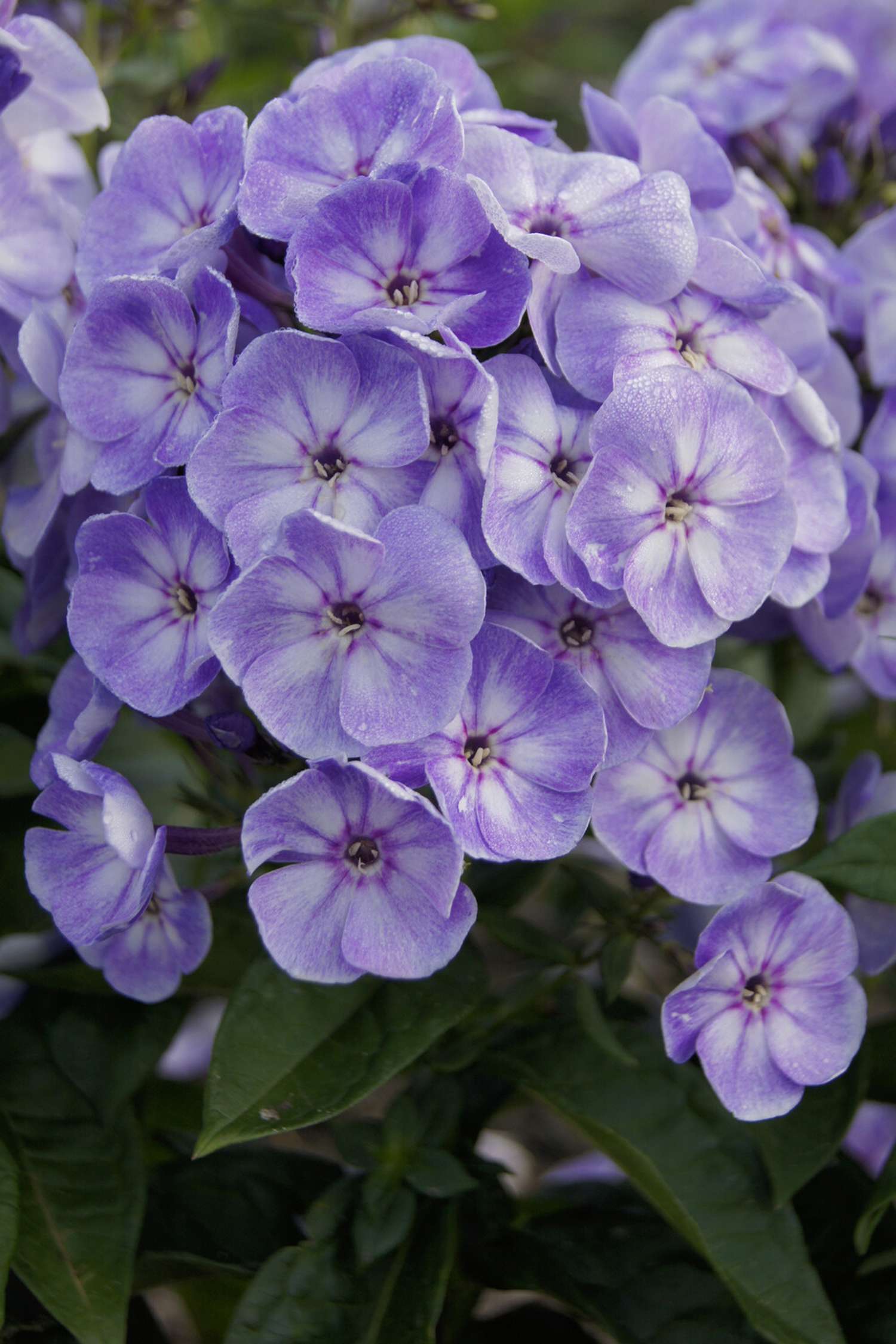 Syysleimu 'Younique Old Blue'